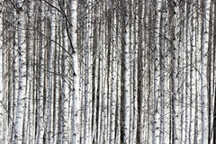 Tapet BIRCH TRUNKS