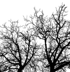 Tapet BRANCHES