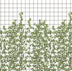 Tapet CLIMBING CLOROFYL
