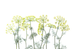 Tapet CROWN OF DILL