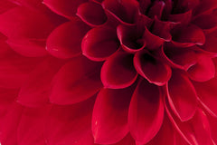 Tapet DAHLIA