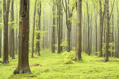 Tapet DECIDUOUS FOREST