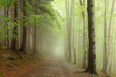 Tapet FOREST PATH