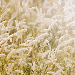 Tapet LAY IN THE HAY