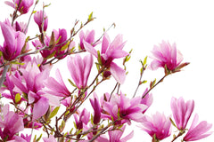 Tapet MAGNOLIA