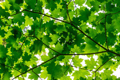 Tapet MAPLE LEAVES