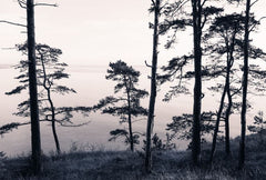 Tapet OLD PINE TREES