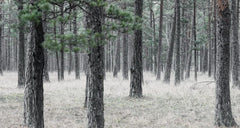 Tapet PINE FOREST