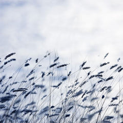 Tapet SCANDINAVIAN LIGHT