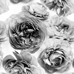 Tapet SUMMER WIND, BLACK AND WHITE