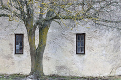 Tapet UNDER THE TREE