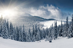 Tapet WINTER