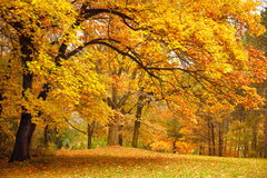 Tapet YELLOW LEAFY TREES