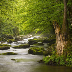 Tapet GENTLE FLOW
