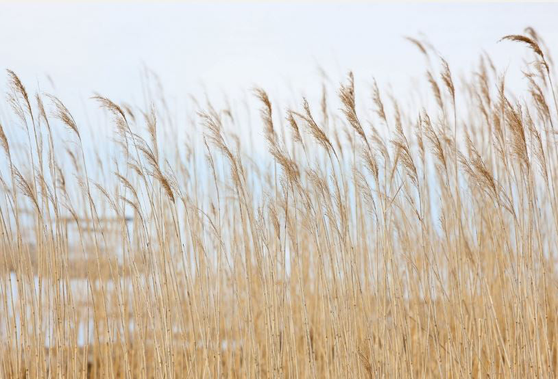 Tapet SWAYING WHEAT
