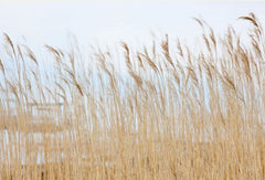 Tapet SWAYING WHEAT